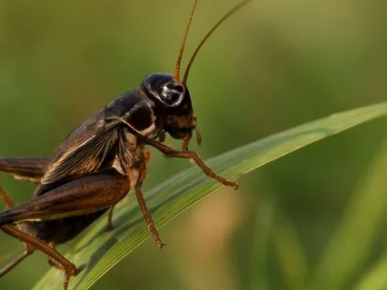 Cricket Sounds – Peaceful Night Ambience For Sleep