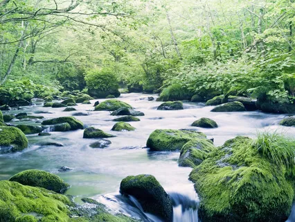 Cricket Stream (Meditation)