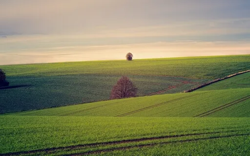 Crickets And Slow Pads