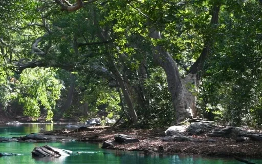 Crickets & Frogs "Immersive Nature"