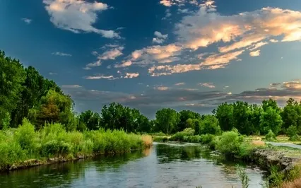 "Immersive Nature: Soft River & Crickets"