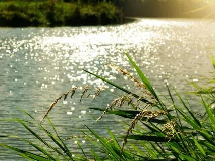 Crickets And River Sounds For Sleeping