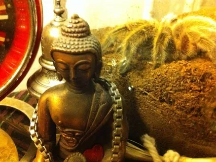 Crisp, Wakeful, Binaural Shikantaza with Guidance from Koans of Addiction