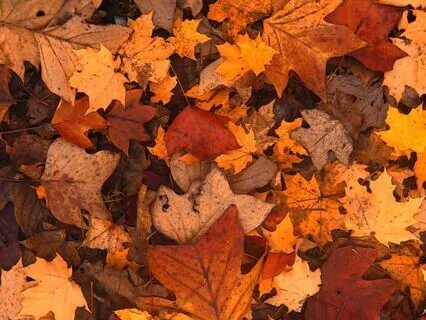 Crispy Leaves For Deep Sleep (ASMR Sleep Scape)