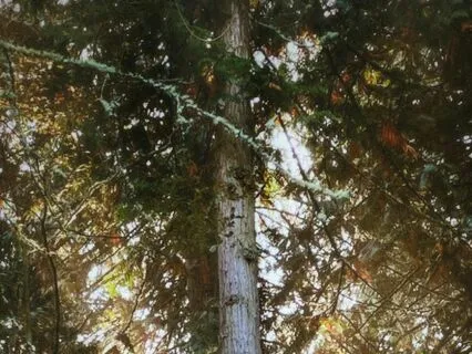 Crossing Over With Pasquale And Dr. Traci Moreno