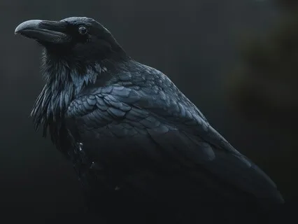 Crow Spirit Animal