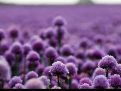 Crown Chakra (12hr Sleep Music)