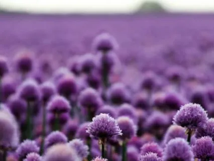 Crown Chakra (8hr Sleep Music)