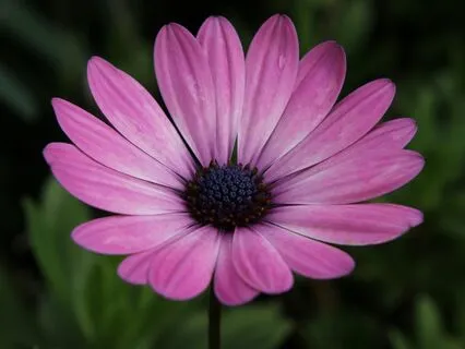 Crown Chakra Activation