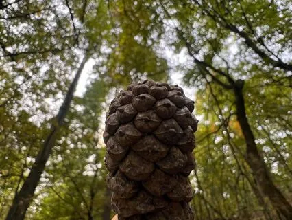 Crown Chakra Activation