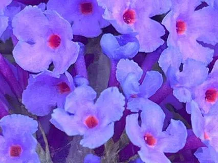 Crown Chakra Affirmation