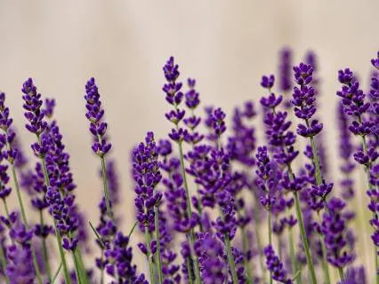 Crown Chakra Bloom - Peace & Connection