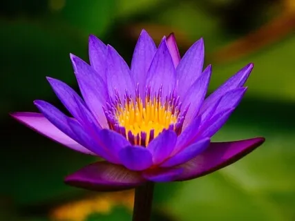 Crown Chakra Clearing For You & Your Business