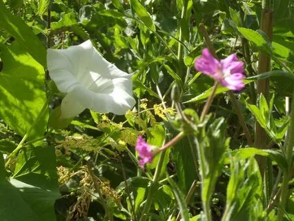 Crown Chakra Connect, Love, Guidance, Alignment (No Music)