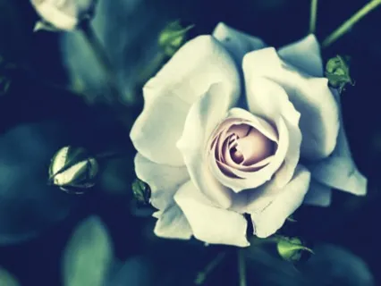 Crown Chakra - Heal, Open & Align