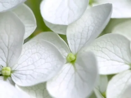 Crown Chakra Healing EFT Tapping Meditation