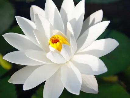 Crown Chakra Healing With Yoga Nidra