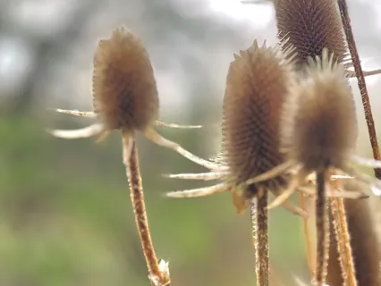 Crown Chakra Meditation- Brain Fog Release
