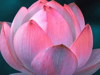 Crown Chakra Meditation - Divine Inspiration