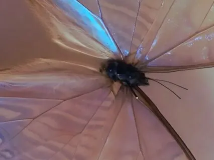 Crown Chakra Meditation: Opening To The Infinite