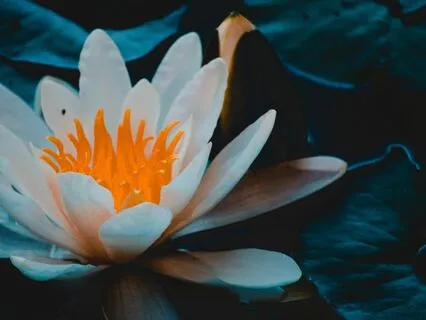 Crown Chakra Meditation