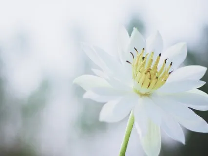 Crown Chakra Meditation