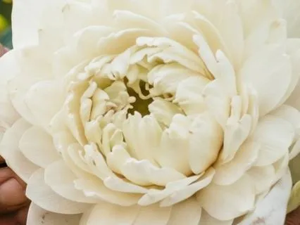 Crown Chakra Opening: Rooted Like A Lotus