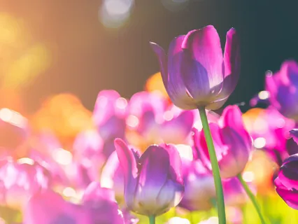 Crown Chakra Opening