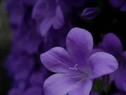 Crown Chakra Sounding: Oneness, Divinity