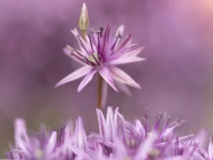 Crown Chakra : Time-Friendly Affirmations