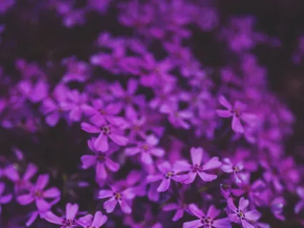 Crown Violet Selflessness