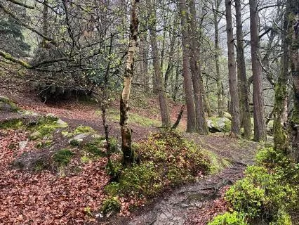 Crunchy Fall Leaves | Autumn Meditation