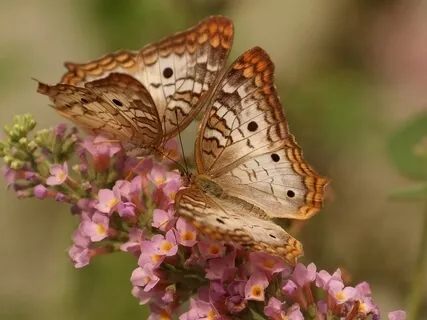 Crystal Bowl In B (The Crown Chakra)