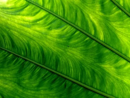 Crystal Bowl in F (Heart Chakra)