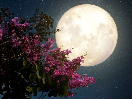 Crystal Bowl Playing Under The Full Flower Moon
