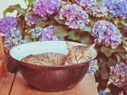 Crystal Bowl Sleep Track