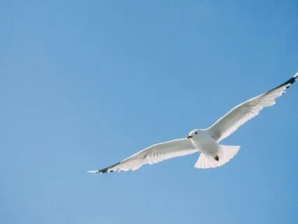 Crystal Bowl Sound Healing: Release, Renew & Connect