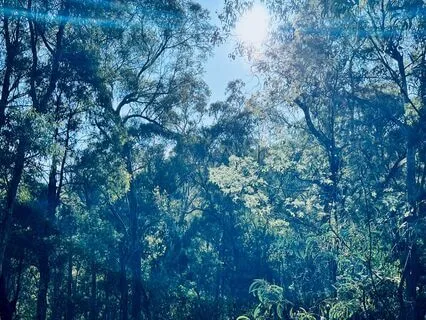 Crystal Bowls Played In The Forest With A Symphony Of Birds