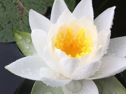 Crystal Bowls & Voice For Deep Healing + Pain Relief