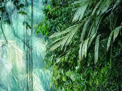 Crystal Healing In The Rainforest