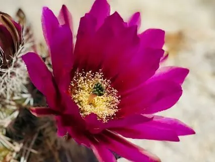 Crystal Room Visualization To Manifest Your Desires