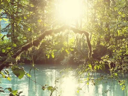 Crystal Singing Bowls In Forest With Real Nature/Bird Sounds