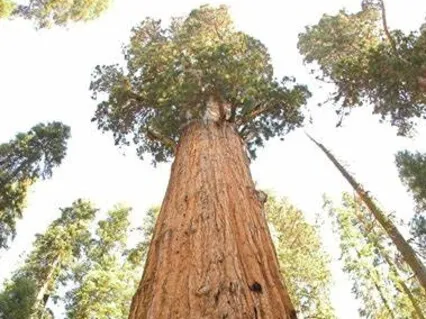 Crystal Tree Meditation