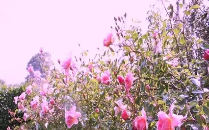 Crystalline Connection To Earth