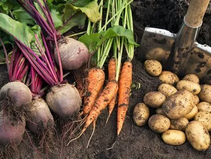 Culinary Creativity: A Pre-Cooking Meditation