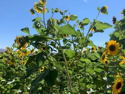 Cultivate A Deep Sense Of Gratitude