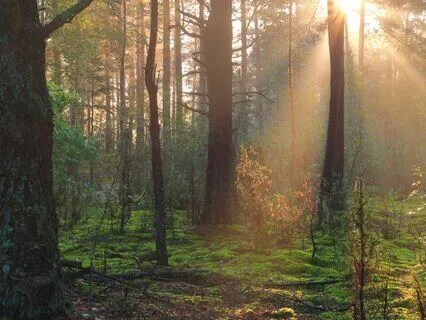 Cultivate Calm And Safety Using Your Root Chakra