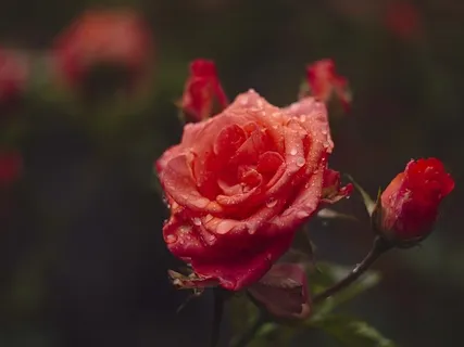 Cultivate Compassion With An Open Heart