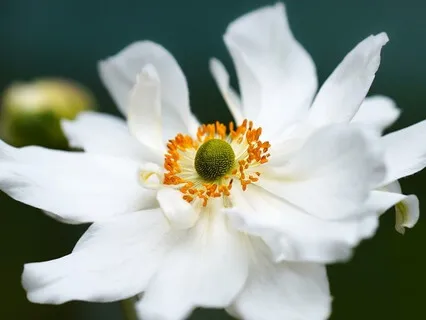 Cultivate Emotional Wellness: Consistency In Behavior