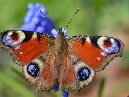 Cultivate Gratitude | ASMR | Soft Spoken | With Music